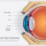 Groundbreaking Artificial Retina Development Promises to Restore Normal Vision